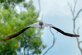 Bats Park - India