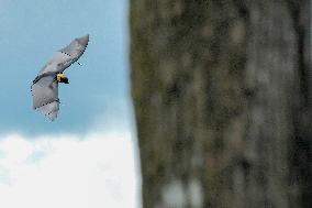 Bats Park - India