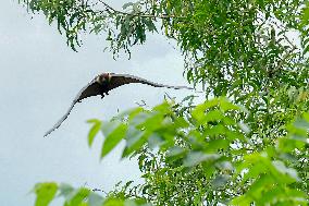 Bats Park - India