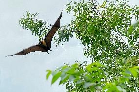 Bats Park - India