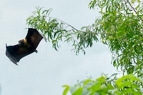 Bats Park - India