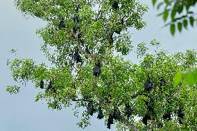 Bats Park - India