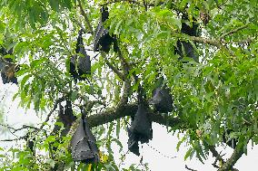 Bats Park - India