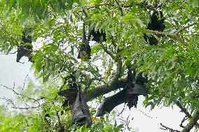 Bats Park - India