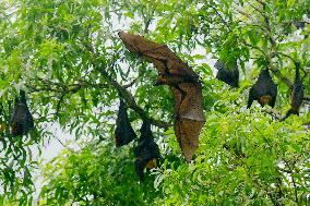 Bats Park - India