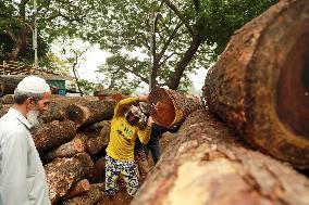 Transporting Trees for Furniture and Other Uses - Bangladesh