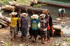 Transporting Trees for Furniture and Other Uses - Bangladesh