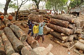 Transporting Trees for Furniture and Other Uses - Bangladesh