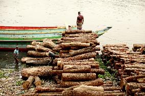 Transporting Trees for Furniture and Other Uses - Bangladesh