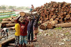 Transporting Trees for Furniture and Other Uses - Bangladesh