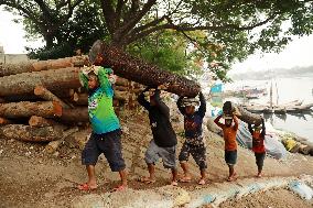 Transporting Trees for Furniture and Other Uses - Bangladesh
