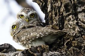 Owl Looks out From Its Nest in A Tree - India