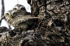 Owl Looks out From Its Nest in A Tree - India
