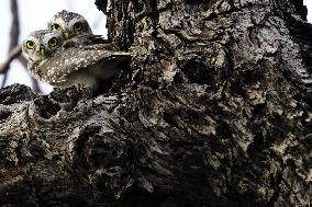 Owl Looks out From Its Nest in A Tree - India