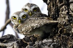 Owl Looks out From Its Nest in A Tree - India