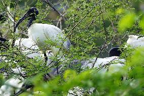 A Group of Black-Headed Ibis Bird Sit on Its Nest - India