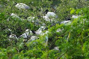 A Group of Black-Headed Ibis Bird Sit on Its Nest - India