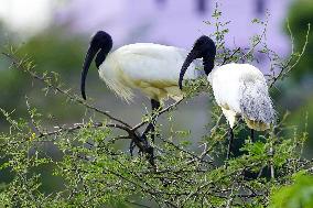 A Group of Black-Headed Ibis Bird Sit on Its Nest - India