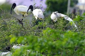 A Group of Black-Headed Ibis Bird Sit on Its Nest - India