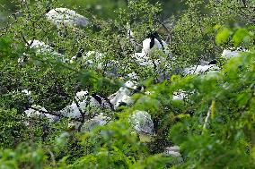 A Group of Black-Headed Ibis Bird Sit on Its Nest - India
