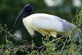 A Group of Black-Headed Ibis Bird Sit on Its Nest - India