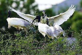 A Group of Black-Headed Ibis Bird Sit on Its Nest - India