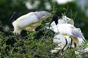 A Group of Black-Headed Ibis Bird Sit on Its Nest - India
