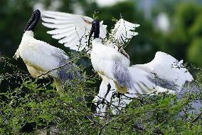 A Group of Black-Headed Ibis Bird Sit on Its Nest - India