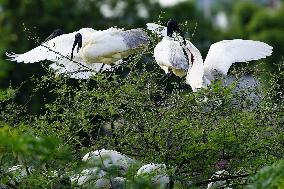 A Group of Black-Headed Ibis Bird Sit on Its Nest - India