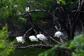 A Group of Black-Headed Ibis Bird Sit on Its Nest - India