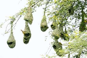 Baya Weaver Birds Build Their Nest Hanging from A Tree - India