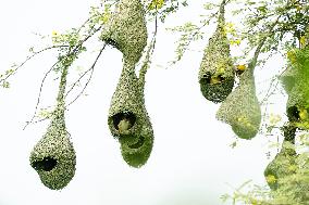Baya Weaver Birds Build Their Nest Hanging from A Tree - India