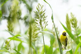 Baya Weaver Birds Build Their Nest Hanging from A Tree - India