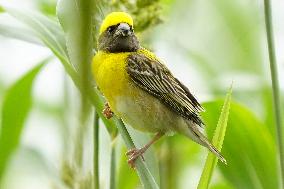 Baya Weaver Birds Build Their Nest Hanging from A Tree - India