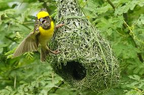 Baya Weaver Birds Build Their Nest Hanging from A Tree - India