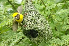 Baya Weaver Birds Build Their Nest Hanging from A Tree - India
