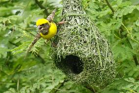 Baya Weaver Birds Build Their Nest Hanging from A Tree - India