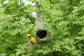 Baya Weaver Birds Build Their Nest Hanging from A Tree - India