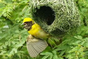 Baya Weaver Birds Build Their Nest Hanging from A Tree - India