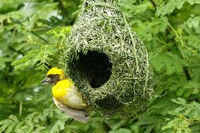 Baya Weaver Birds Build Their Nest Hanging from A Tree - India