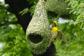 Baya Weaver Birds Build Their Nest Hanging from A Tree - India