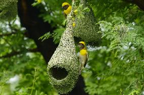 Baya Weaver Birds Build Their Nest Hanging from A Tree - India