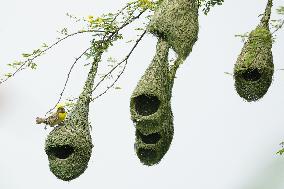 Baya Weaver Birds Build Their Nest Hanging from A Tree - India