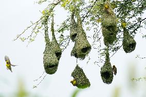 Baya Weaver Birds Build Their Nest Hanging from A Tree - India