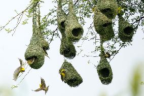 Baya Weaver Birds Build Their Nest Hanging from A Tree - India