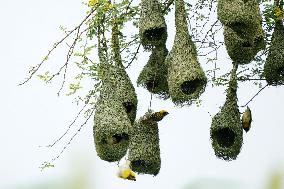 Baya Weaver Birds Build Their Nest Hanging from A Tree - India