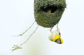 Baya Weaver Birds Build Their Nest Hanging from A Tree - India