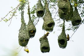Baya Weaver Birds Build Their Nest Hanging from A Tree - India