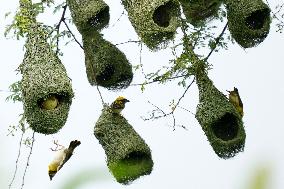 Baya Weaver Birds Build Their Nest Hanging from A Tree - India