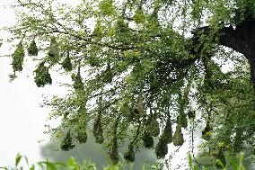 Baya Weaver Birds Build Their Nest Hanging from A Tree - India
